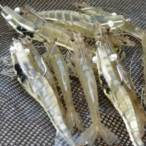 DOA 3" 9cm Shrimp Silikon Karides